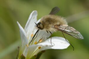 SVE; Boule-de-poil-59ded8490323d8b038aa69e9d78f291c