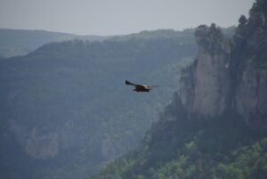 SVE; Eyes-in-the-sky_LProsnier-0926adc384eb52e09a88542f9dec2b30