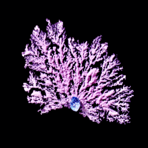 S&T; FS_karine-tuphile_Corail-6a5d0e4e499f4674c793d820242f67f5