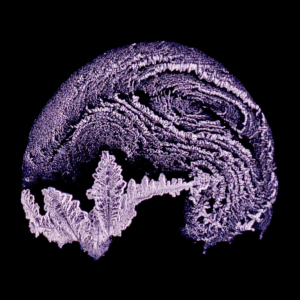 S&T, FS_karine-tuphile_cerveau-5be0738d188ef0ec993d2260b3ba782a