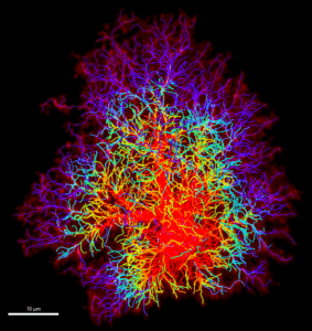 SVE; Illustration_papier_Launay_Blum_Faivre-28e430c14aec468167b78ffd32f4c073