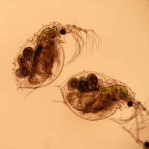 SVE; Micro-cohabitation-8edc2bc26d2b1e94f1aa87809df84c06