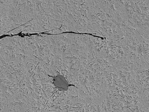 S&T; Papillon_fatigue-8051bcf7e9664cb11b5292e6db93342a