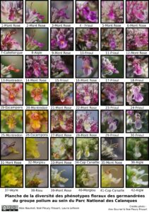 SVE; Planche_fleurs-cb6c8cd570cec0330bf491af1ba596e9