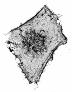 SVE; SBCF_Mariacristina-CAPIZZI_BigBang-4edfab4b1205556bdf788623aa5223bc