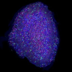 SVE; SDN_ines-abdeddaim_cerveau-des-odeurs-823fc5942dfa368dc5c2becc62d092bd