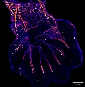 SVE; SFBD_Jordan-Allard_patte-29b310e75a59b285fd777f8bfedb838e