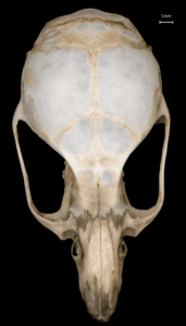 SVE; SFE2_alois-berard_crane-20230d08c7d25c1292dea075504c2a7c