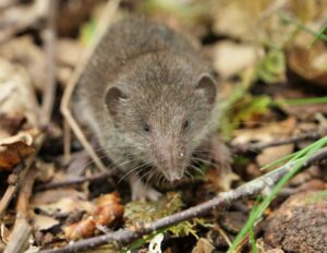 SVE; SFE2_alois-berard_musaraigne-7e9af2f32629370b0ce6dfe8426e25df