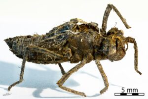 SVE; SFE2_benjamin-gerfand_libellule.jpg-c58f98205b56c7158ec8ce5405bd0a13