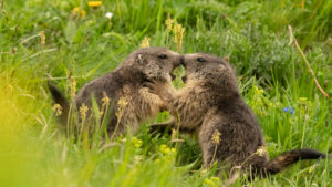 SVE; SFE2_gaspard_dussert_marmottons-a85d44bf15b796d861215246ac2c1079