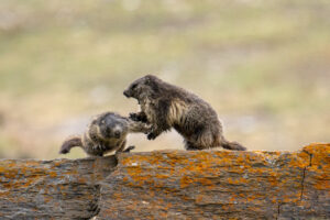 SVE; SFE2_gaspard_dussert_tronemarmotte-abf98d00358585a6fb6427df9872fe3a