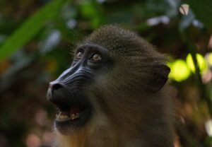 SVE; SFECA_lorine-grangy_crier-7ac7dccf2058f582471c957ec55d14ae