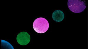 SVE; SFM_Valerie-Allamand_Galaxie-MEC-4f5d0a8896bdf99261837eb996c61d20