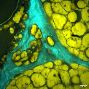 S&T; SFO_gaelle-brevalle_huile-de-noix-e947a3c31022bf6188402b72af9da328