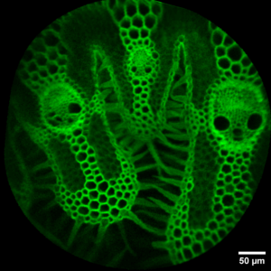 SVE, SFO_gaelle-brevalle_oyat-75eb9dac0d0979edddcc861401091bc6