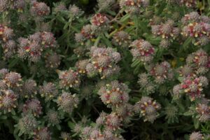 SVE; T_polium_X_MtRose_24-7ae60625145c9287c8fa7633378e6ace