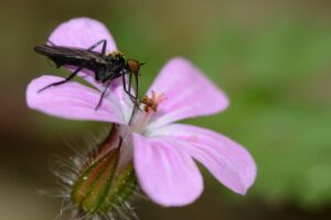 SVE; Transporteur-44a315bf3b4ff8b7e98a4cae3423d48e