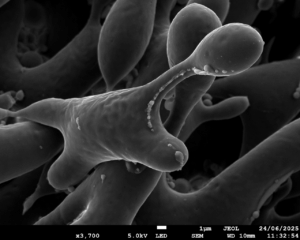 S&T, UMRFARE_baoanh-huynh_dinosaure-855f80170fc0679c329f939791e9c081