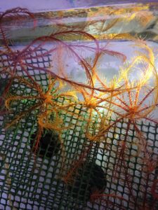 SVE; crinoides-flamboyantes-Tiphaine-Sancerni-Deshayes-c06ac3a2c0181995f689d0e5244ffe43