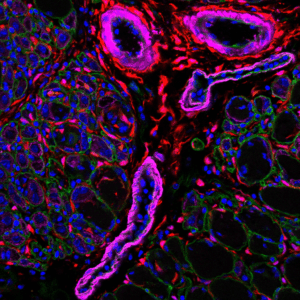 SVE; pinocio-_c1234-e55004f113a4226da91d8086c89ad1f1